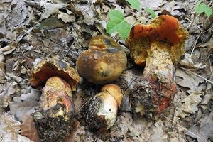 Klikni pro velký obrázek