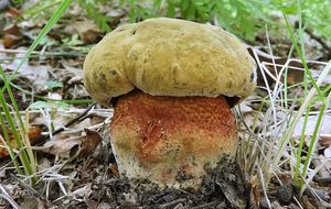 Klikni pro velký obrázek