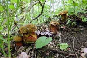 Klikni pro velký obrázek