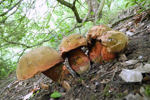 Klikni pro velký obrázek