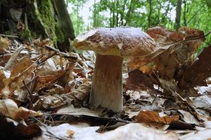 Klikni pro velký obrázek