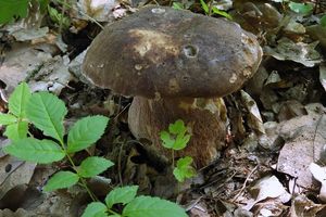 Klikni pro velký obrázek