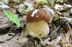 Klikni pro velký obrázek