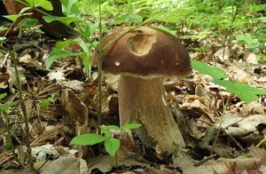 Klikni pro velký obrázek