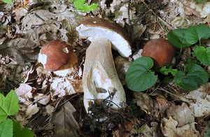 Klikni pro velký obrázek