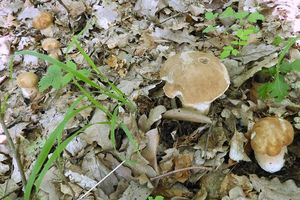 Klikni pro velký obrázek