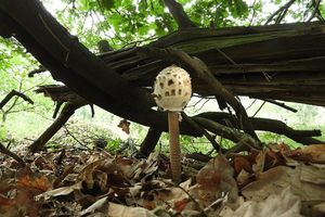 Klikni pro velký obrázek