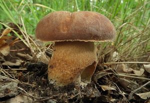 Klikni pro velký obrázek