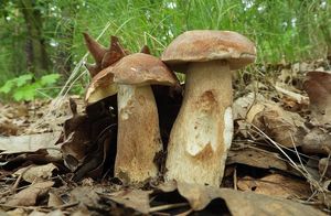 Klikni pro velký obrázek