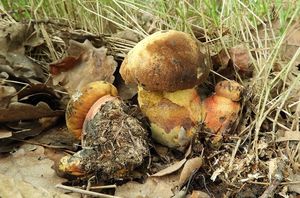 Klikni pro velký obrázek