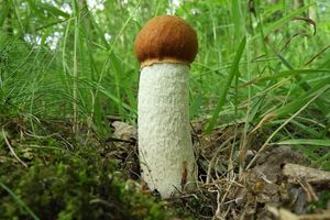 Klikni pro velký obrázek