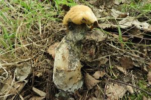 Klikni pro velký obrázek