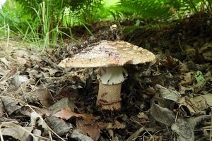 Klikni pro velký obrázek