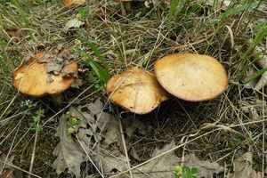 Klikni pro velký obrázek