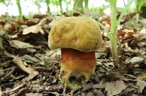 Klikni pro velký obrázek