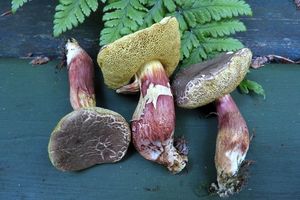 Klikni pro velký obrázek