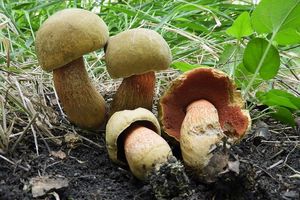 Klikni pro velký obrázek