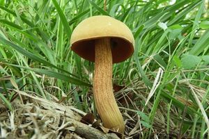 Klikni pro velký obrázek