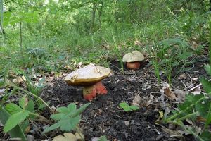 Klikni pro velký obrázek