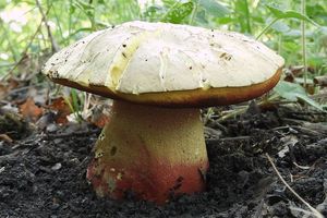 Klikni pro velký obrázek