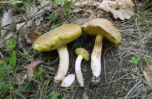 Klikni pro velký obrázek