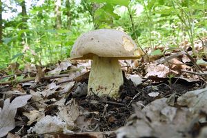 Klikni pro velký obrázek