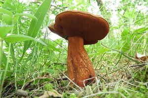 Klikni pro velký obrázek