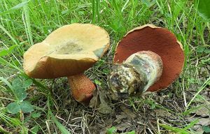 Klikni pro velký obrázek