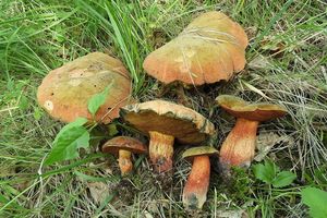 Klikni pro velký obrázek