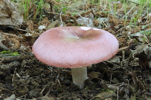 Klikni pro velký obrázek