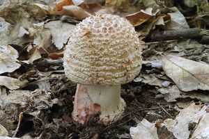 Klikni pro velký obrázek