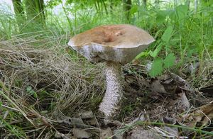 Klikni pro velký obrázek