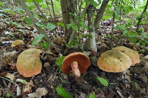 Klikni pro velký obrázek