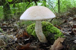 Klikni pro velký obrázek