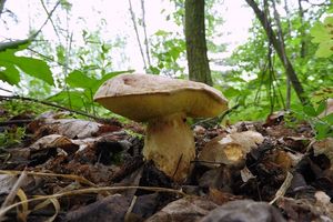 Klikni pro velký obrázek