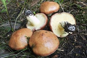 Klikni pro velký obrázek