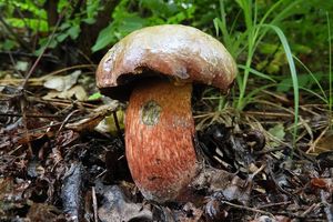 Klikni pro velký obrázek