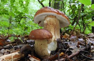 Klikni pro velký obrázek