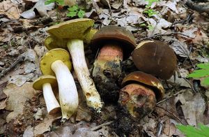 Klikni pro velký obrázek