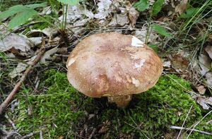 Klikni pro velký obrázek