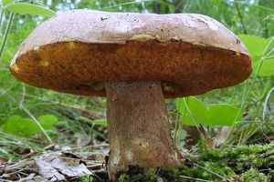 Klikni pro velký obrázek