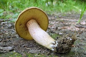 Klikni pro velký obrázek