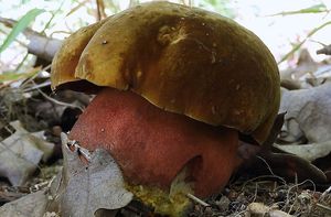 Klikni pro velký obrázek