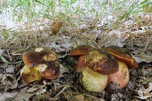 Klikni pro velký obrázek