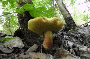 Klikni pro velký obrázek