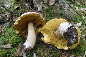 Klikni pro velký obrázek