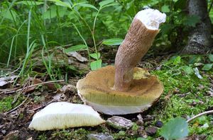 Klikni pro velký obrázek