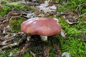 Klikni pro velký obrázek