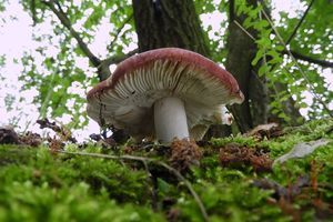 Klikni pro velký obrázek