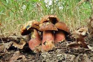 Klikni pro velký obrázek